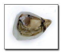 Kusshi Oysters