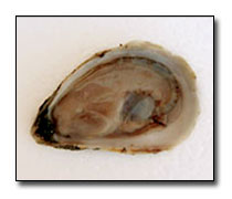 Mysic Oysters
