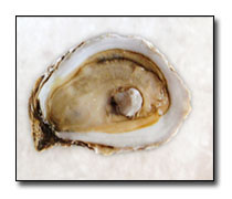 Peconic Bay Oysters