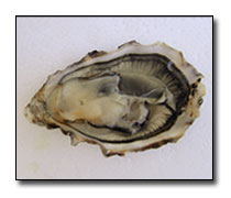 Royal Miyagi Oysters