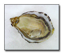 Shibumi Oysters
